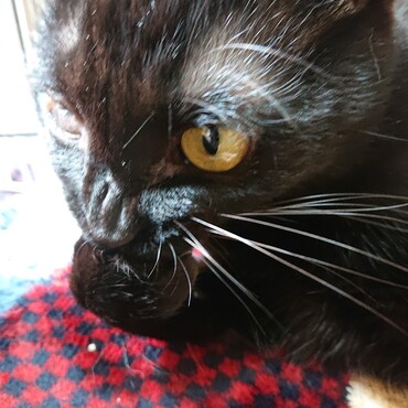 ななお姉ちゃん❤️ちょここんママん❤️お誕生日おめでとうニャン♪母ちゃんと誕プレ何するか思案中だニャン❤️byチャム