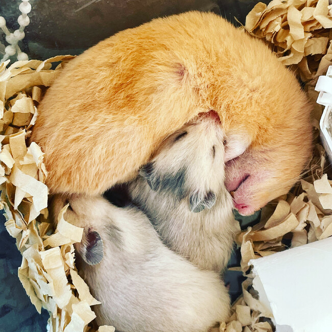 sattokoのカバー写真