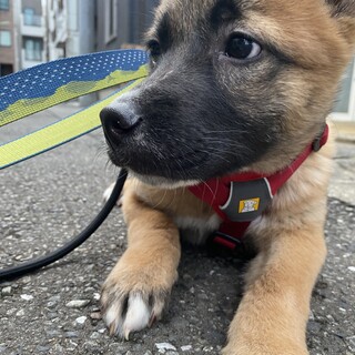 シャイなリーフの優しいお家を探しています