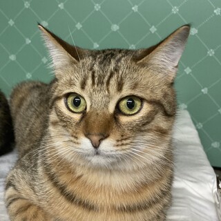 元気で活発なキジトラくん