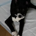 穏やかなチッチの優しいお家を探しています