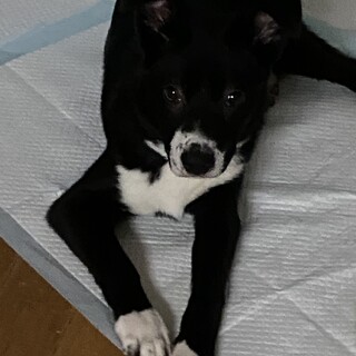 穏やかなチッチの優しいお家を探しています