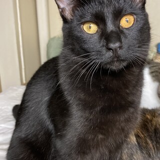 人懐っこい4兄妹10か月(黒♂)