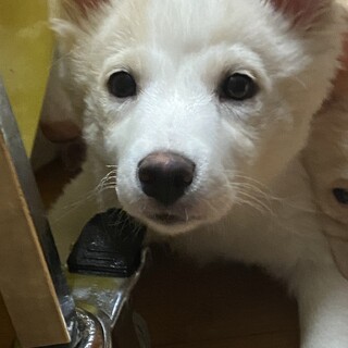 可愛いモフちゃんの優しいお家をさがしています