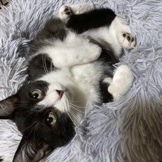 ゴロゴロスリスリの甘えん坊❣️