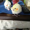 キョウコ0604さん