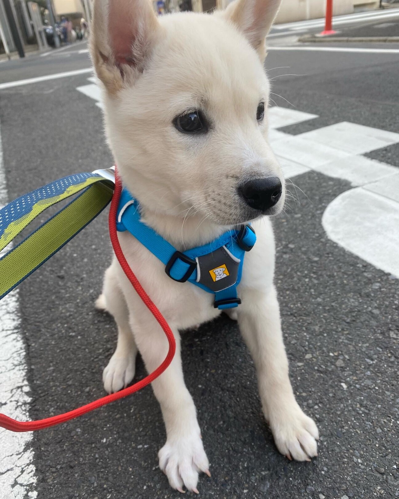 可愛いスノーの優しいお家 東京都 犬の里親募集 ペットのおうち 月間利用者150万人 可愛いスノーの優しいお家 東京都 犬の里親募集 ペットのおうち 月間利用者150万人