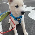 可愛いスノーの優しいお家を探しています