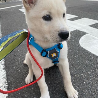 可愛いスノーの優しいお家を探しています
