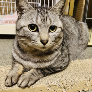 ①ドラコ　サバトラ　2才　オス　甘えん坊　短い尾