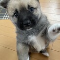 好奇心旺盛な団子4兄弟③くん❤️野犬にも家族を