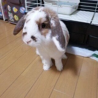 【里親決定】飼育放棄されたウサギさんの募集です。