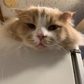 【一時休止】多頭飼育　里親募集