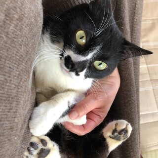 人馴れ抜群で愛嬌のある可愛いレオくん！
