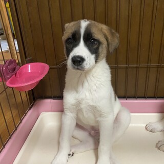 可愛いノース君の優しいお家を探しています