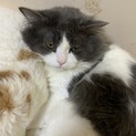【一時休止】多頭飼育　里親募集　２