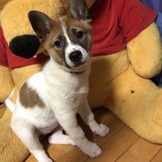 大人しいマーブルちゃんの優しいお家を探しています