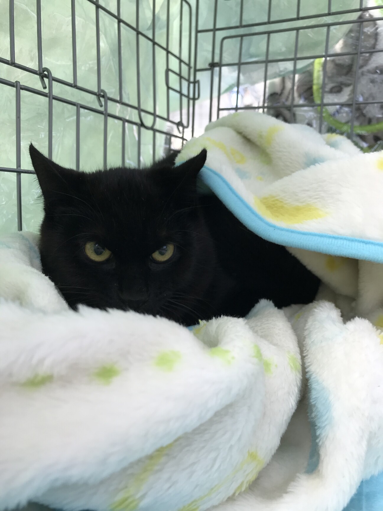 おっとりしていてナデナデ好きの黒猫さん サムネイル1