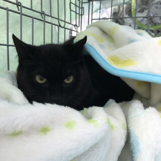 おっとりしていてナデナデ好きの黒猫さん