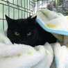 おっとりしていてナデナデ好きの黒猫さん サムネイル1