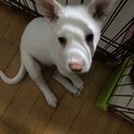人大好きコニー君の優しいお家を探しています