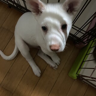 人大好きコニー君の優しいお家を探しています