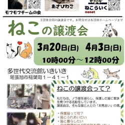 ねこの譲渡会@尾張旭市