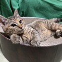 里親さん決定しました！ありがとうございました！