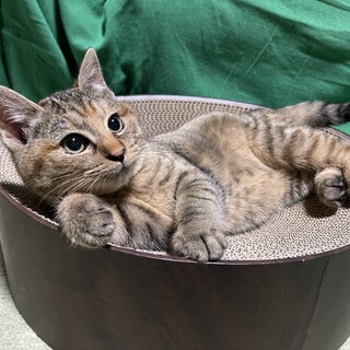 里親さん決定しました！ありがとうございました！