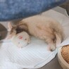 フェレットの男の子 サムネイル2