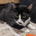 【チャック】おかげさまで里親様が決まりました！