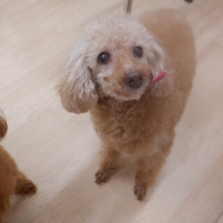 おっとり穏やかなアンジェラちゃん　推定１０才