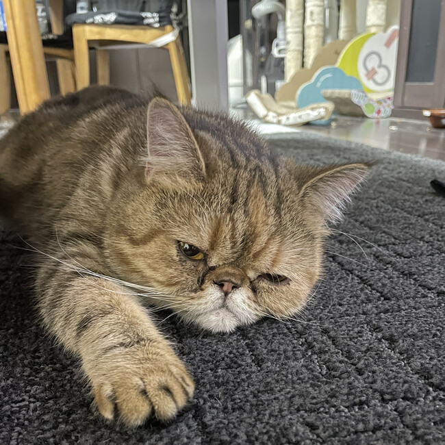 Lora46のカバー写真