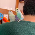 セキセイインコオス2羽