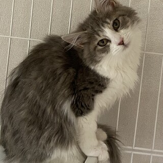 とってもチャーミングなフワッフワ女の子いちごちゃん