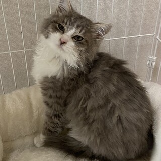 妹思いの優しいフワッフワ男の子かぼすくん