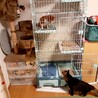2021年11月、仔猫がやってきました。今までケージを使用した事なかったので、今回購入。