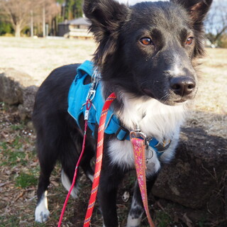 「ジロウ」男の子