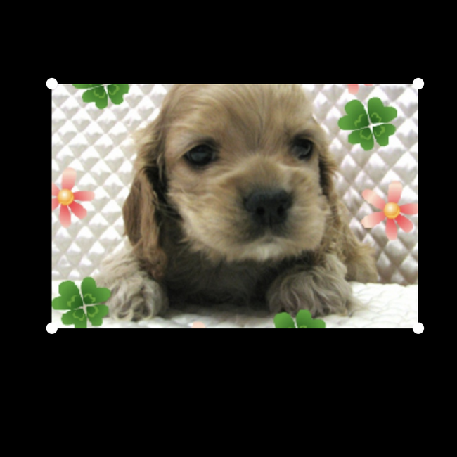 ゆうばでぃのカバー写真