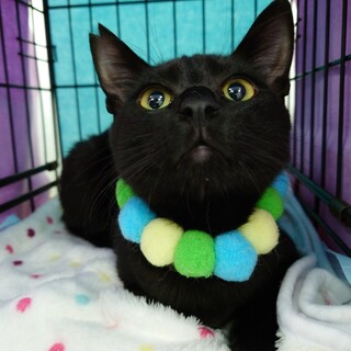 黒猫じゅりくん☆8か月くらい