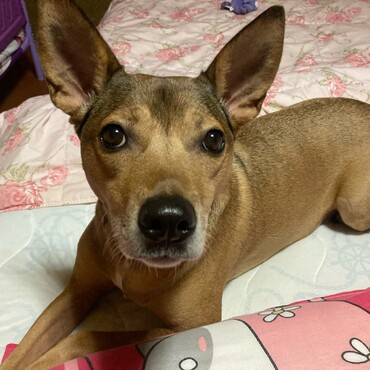 保護犬なっちゃん