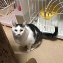 緊急里親募集中！