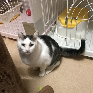 緊急里親募集中！