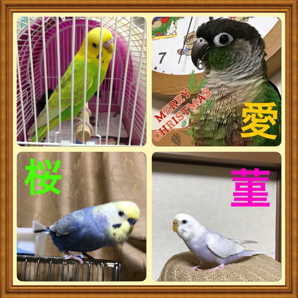 愛(アイ)のカバー写真
