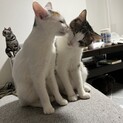 とても元気で懐っこい兄妹