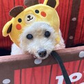 過酷な繁殖所から保護したプードル　11歳の女の子