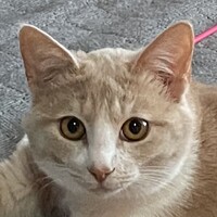 キン