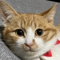 ハン