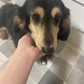 Mダックス　モフモフな男の子