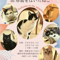長崎 保護猫譲渡会 in 厚底をはいたねこ